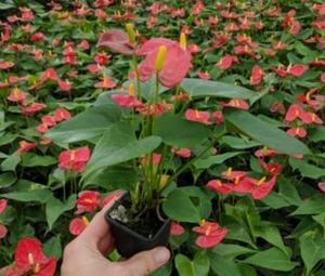 3" Anthurium Assortment